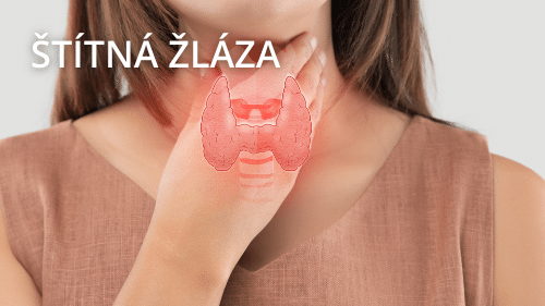 štítná žláza (2)